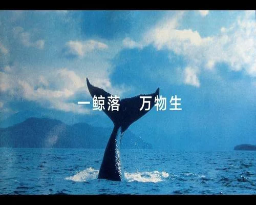 PC网站没落了,抓住最后的救命稻草还能搞啥!